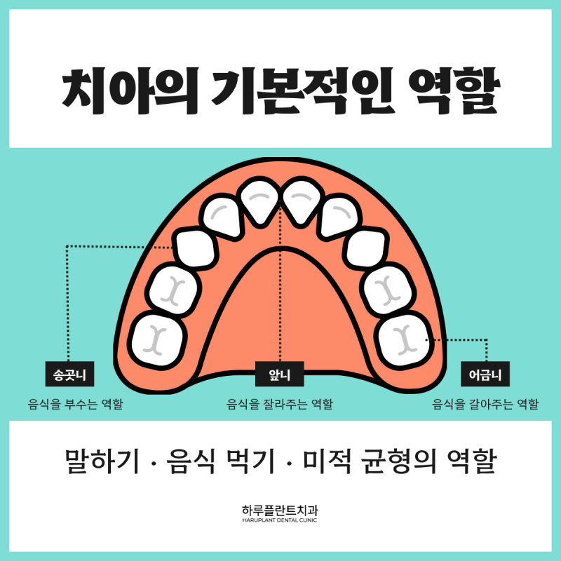 [HARU치과상식] 치아관리로 건강하게 치아지키기
